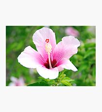 Hawaii Flower Photographic Print