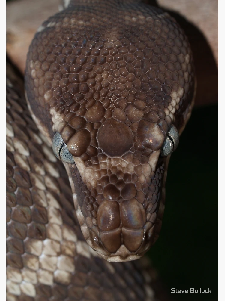 Thumbnail 3 of 3, Journal, Rough Scaled Python designed and sold by Steve Bullock.