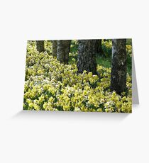 Spring Daffodils Greeting Card