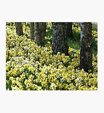 Spring Daffodils Photographic Print