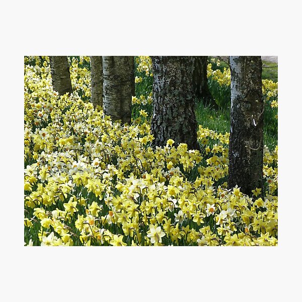 Spring Daffodils Photographic Print