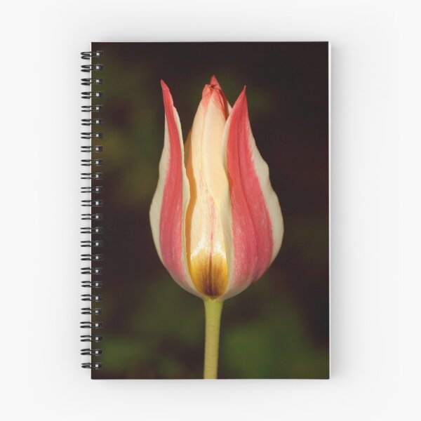 Item preview, single tulip designed and sold by Matt Sillence.