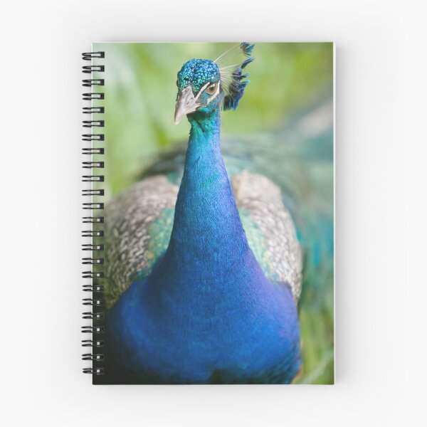 Artikelvorschau, Peacock entworfen und verkauft von JessDismont.