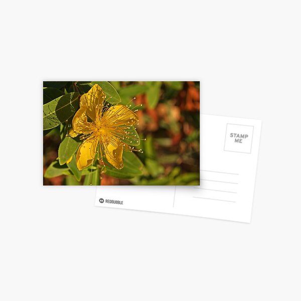 Mellow Yellow Postcard