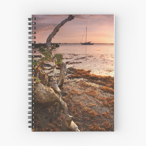 Item preview, Sargasso Weed and Buttonwood at Sunrise with Sailboat behind designed and sold by Lucy Hollis.
