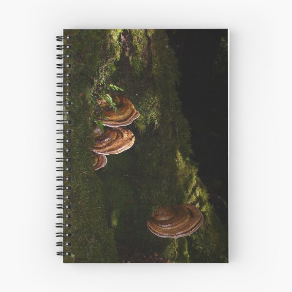 Item preview, tree fungi - at Waratah (lots of these saucer-like protrusions in the rainforests here) designed and sold by Gaylene Norton.