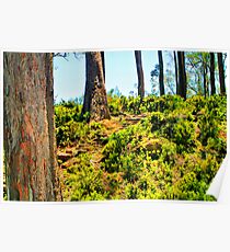 Ben Lomond Poster