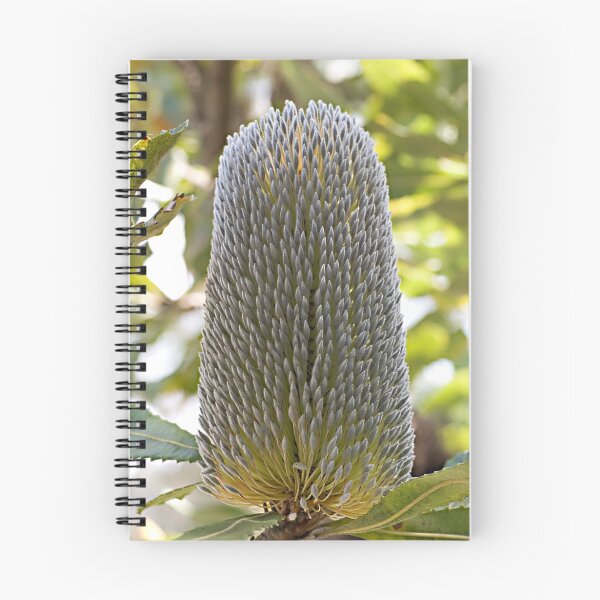 Item preview, Old Man Banksia (Banksia serrata) designed and sold by Ben Shaw.
