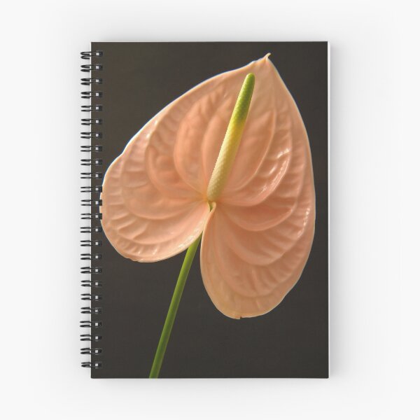 Item preview, Peach Anthurium on black background. designed and sold by NKSharp.