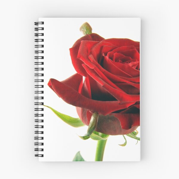 Artikelvorschau, Red Rose on High Key White background. entworfen und verkauft von NKSharp.