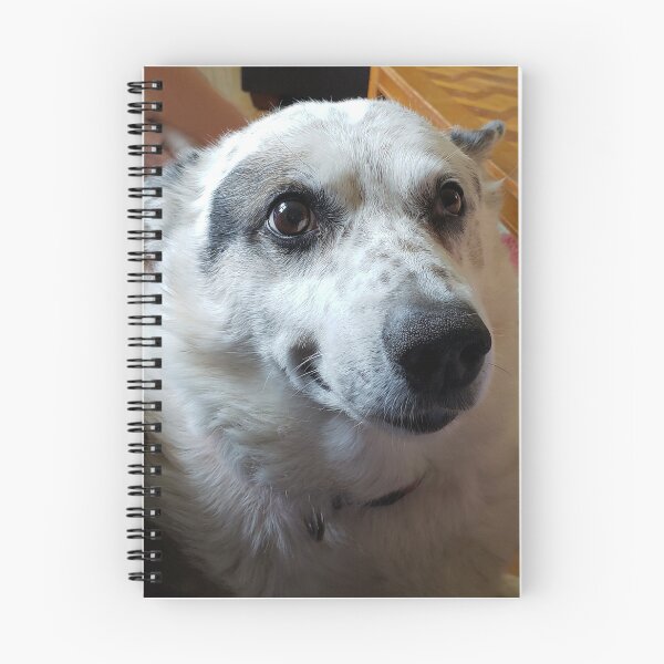 Item preview, Smiling doggo Dundee the Cattledog designed and sold by nfssmith.