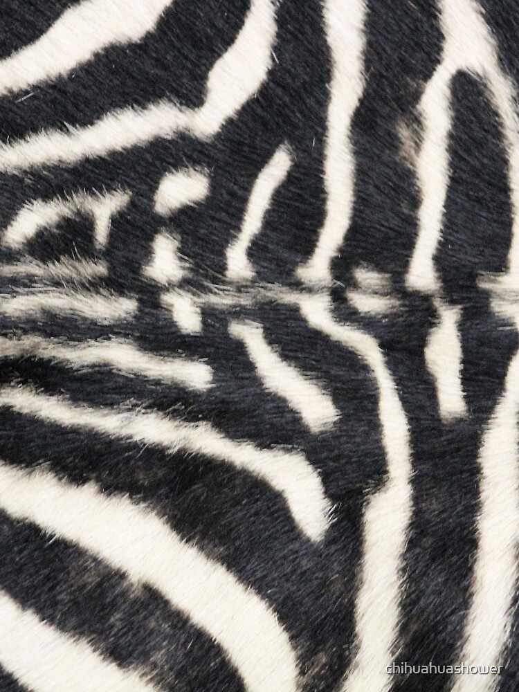 Zebra animal print by chihuahuashower