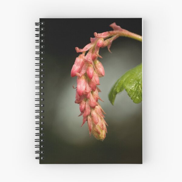 Item preview, Pink Flowering Currant designed and sold by Chris Clarke.