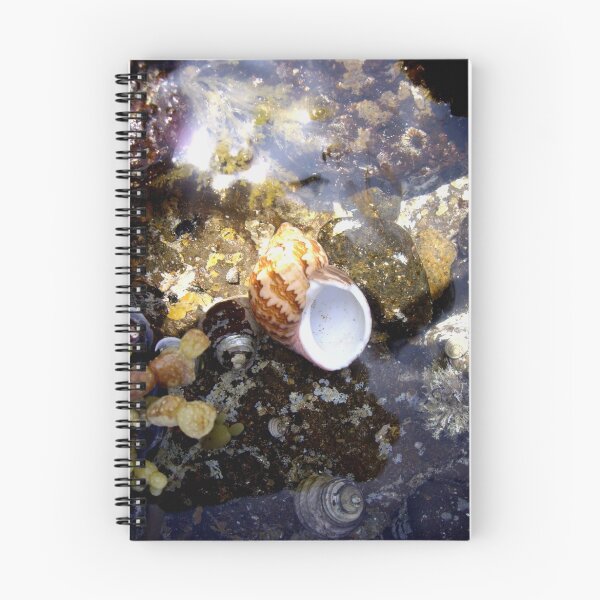 Item preview, Shell on the Rocks designed and sold by snuffi.