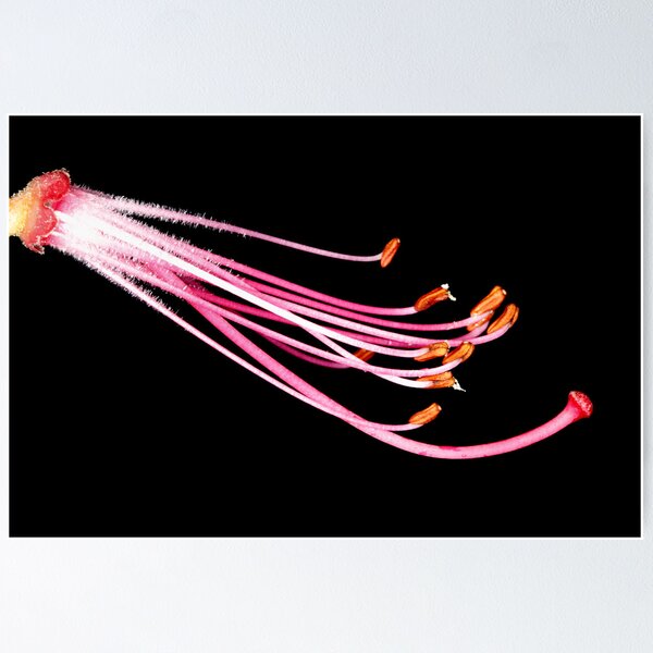 Item preview, Rhododendron Stamens designed and sold by Chris Cobern.