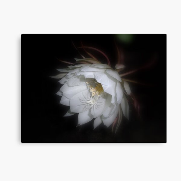 Aperçu de l'œuvre Moonflower III créée et vendue par Floralynne.