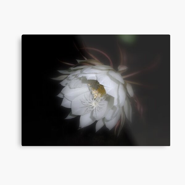Aperçu de l'œuvre Moonflower III créée et vendue par Floralynne.