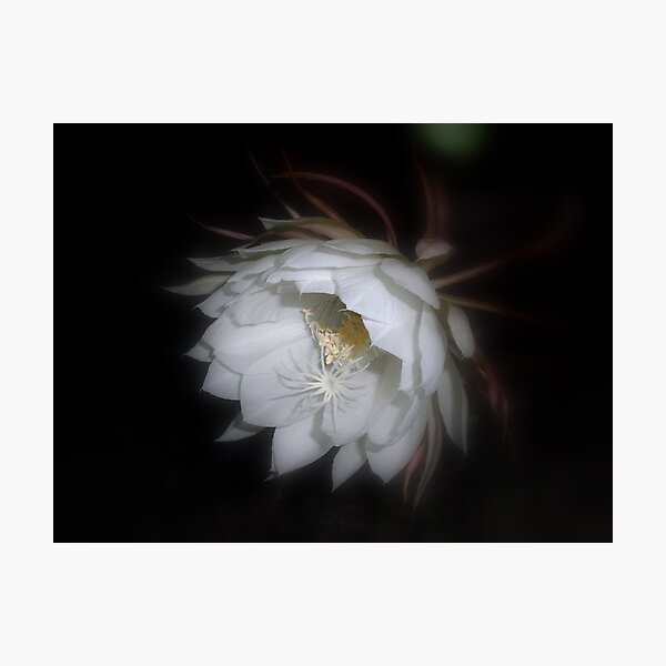Aperçu de l'œuvre Moonflower III créée et vendue par Floralynne.