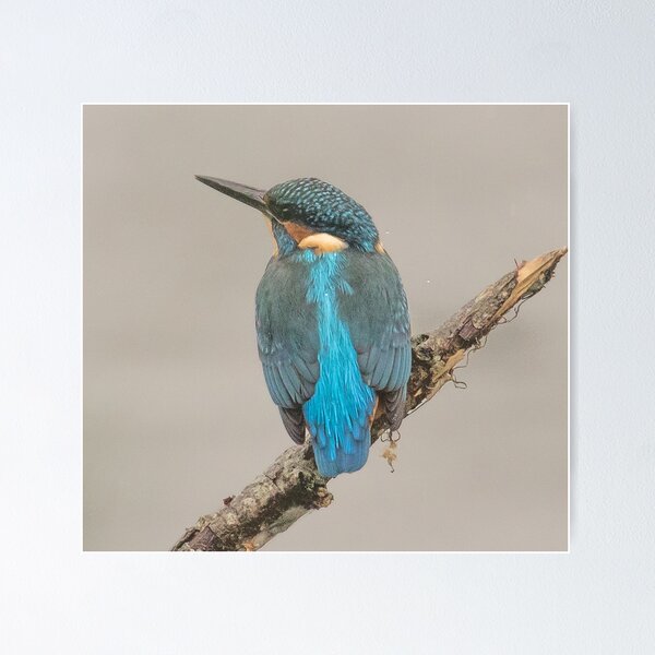 Item preview, Kingfisher designed and sold by Susan Purveur.