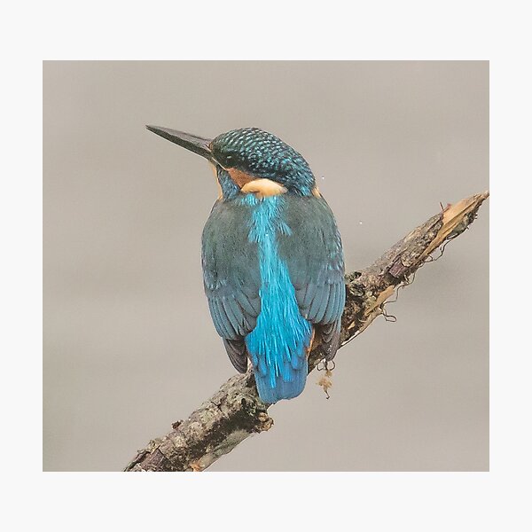 Item preview, Kingfisher designed and sold by Susan Purveur.