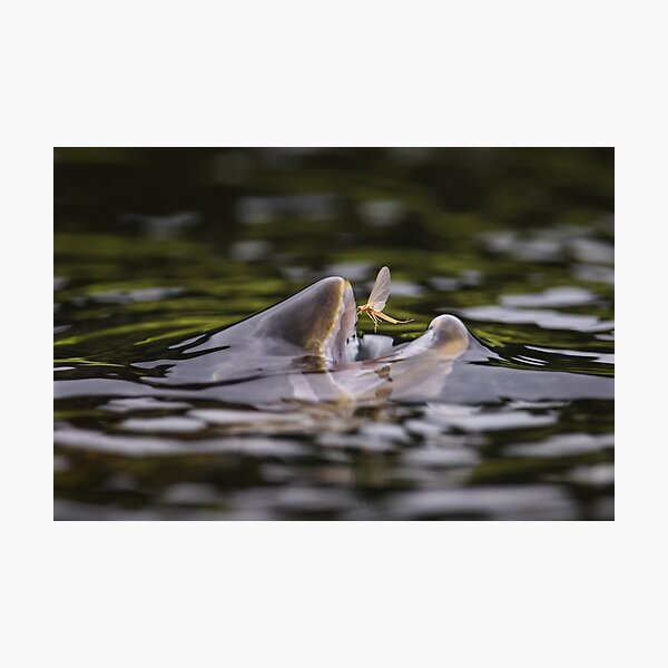 In the air Photographic Print