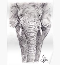 Elephant drawing Poster