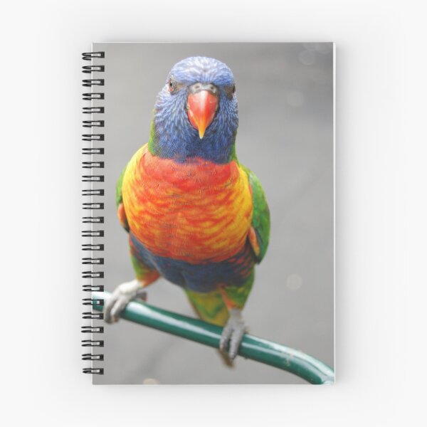 Item preview, Lorikeet designed and sold by JayW.