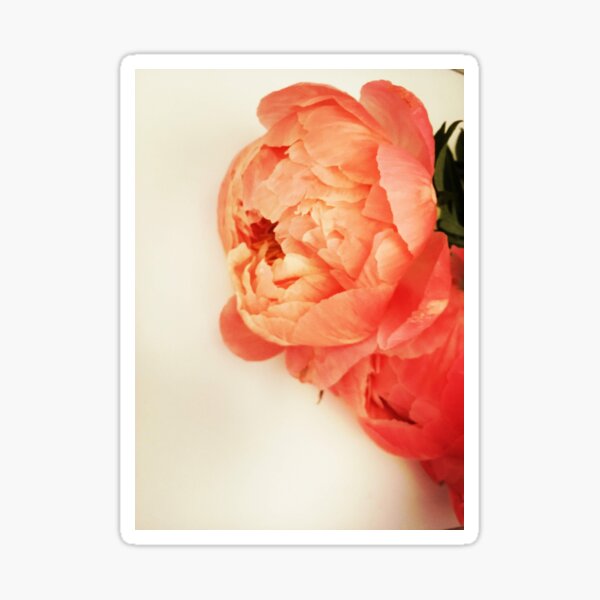 oh my these peonies Sticker