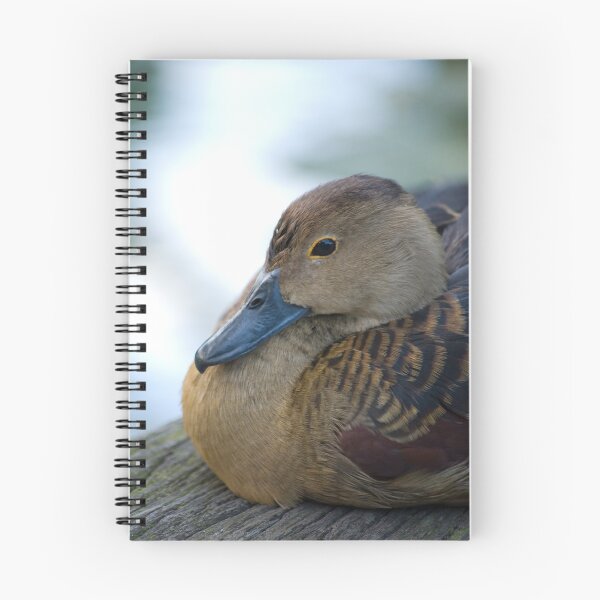 Item preview, Black Duck Resting designed and sold by palmerphoto.