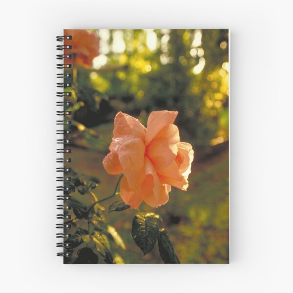 Aperçu de l'œuvre Afternoon Rose créée et vendue par Larry149.