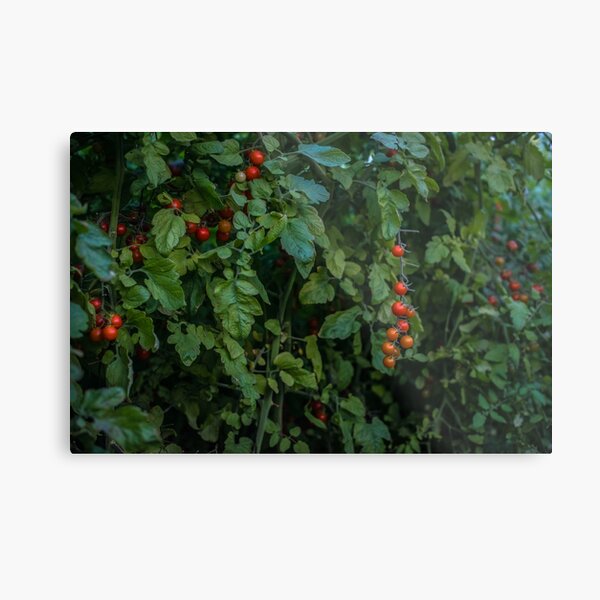 Tomato Bush Metal Print