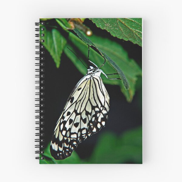 Aperçu de l'œuvre Tree Nymph créée et vendue par Daveart.