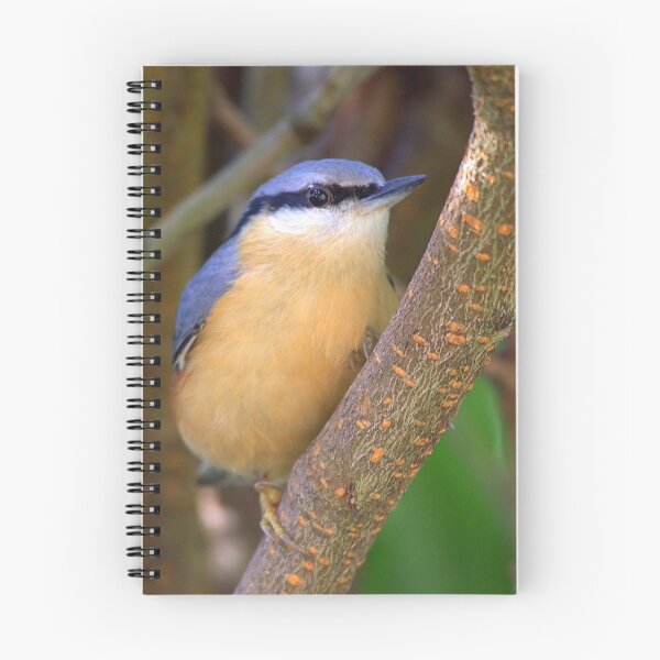 Item preview, Nuthatch designed and sold by Neil Bygrave (NATURELENS).