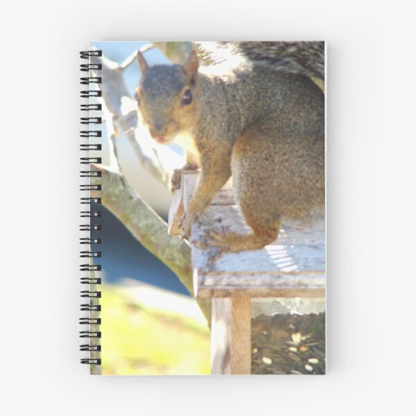 Item preview, busted- Squirrel Series 4 designed and sold by maxx.