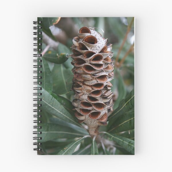 Item preview, Banksia Seed Pod designed and sold by minniemanx.