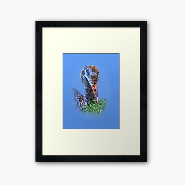 Item preview, Immature Sandhill Crane designed and sold by Delores Knowles.