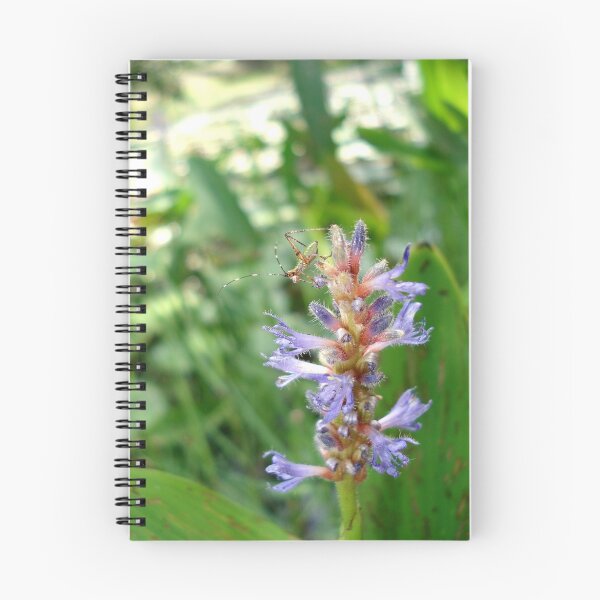 Item preview, Handsome Meadow Katydid Nymph on Pickerel Weed designed and sold by May Lattanzio.