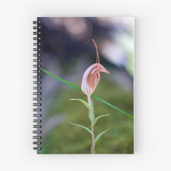 Item preview, curled tongue shell orchid designed and sold by shirleyscott.