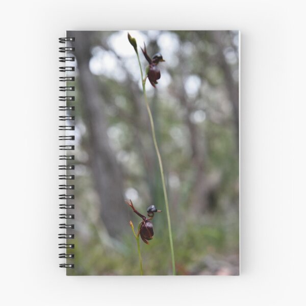 Item preview, A flock of flying duck orchids designed and sold by BrainCandy.