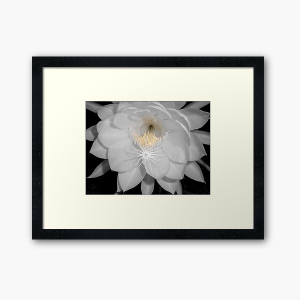 Aperçu de l'œuvre Moonflower II créée et vendue par Floralynne.