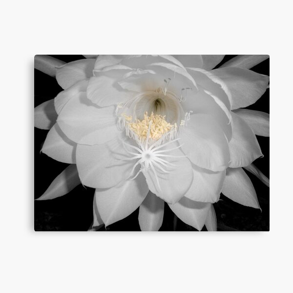 Aperçu de l'œuvre Moonflower II créée et vendue par Floralynne.