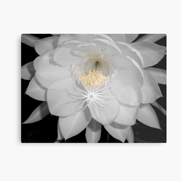 Aperçu de l'œuvre Moonflower II créée et vendue par Floralynne.