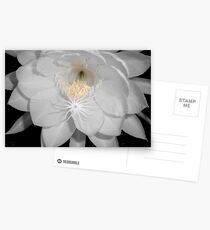 moonflower II Postcards