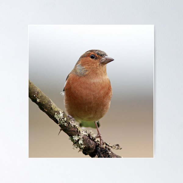 Item preview, Chaffinch designed and sold by Grant Glendinning.