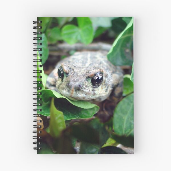 Aperçu de l'œuvre RIBBIT RIBBIT créée et vendue par Beatrix Kalman.