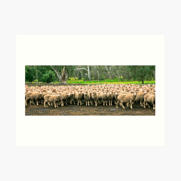 SHEEP Art Print