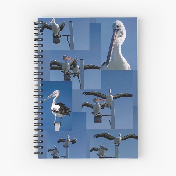 Item preview, Pelicans at Harvey Bay  designed and sold by Norman Winkworth.