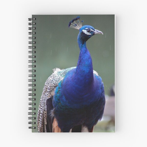 Item preview, Peacock in the Rain designed and sold by Marc McDonald.