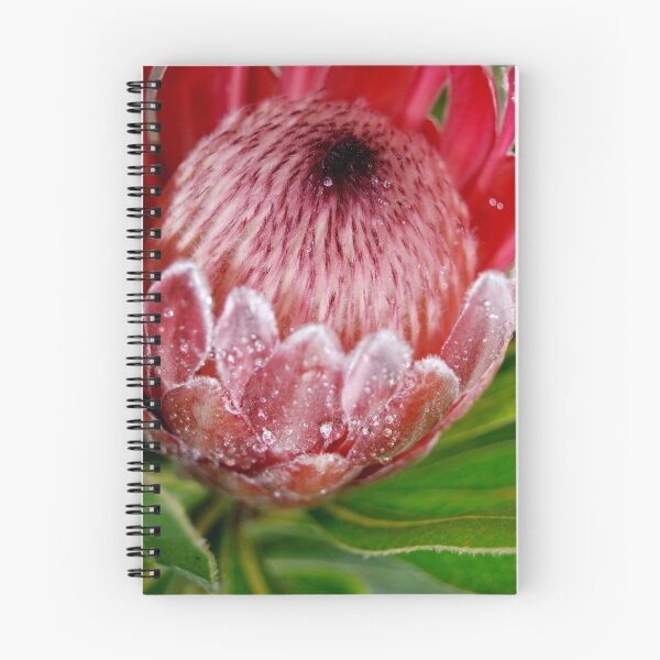 Artikelvorschau, Pink Ice Protea entworfen und verkauft von Mette  Spange.