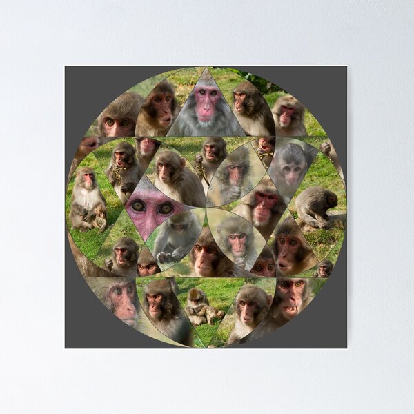 The Many Faces of Snow Monkeys Poster